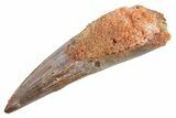 Fossil Spinosaurus Tooth - Real Dinosaur Tooth #363511-1